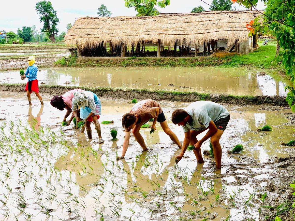 Bardia Eco Friendly Homestay Bardiya Luaran gambar